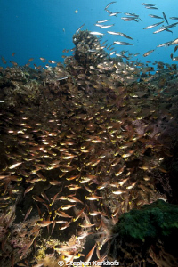 Glassfish and juvenile barracudas taken in Na'ama bay. by Stephan Kerkhofs 